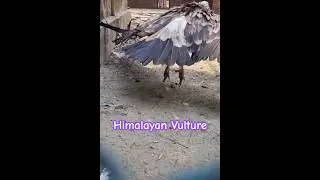 Why Himalayan Vultures Are So Rare ? #vultures #birds #rarebirds