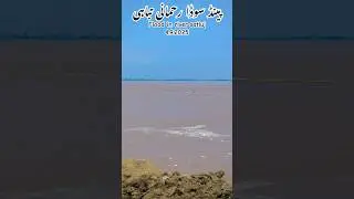 High Alert in river satluj | flood latest update 4.9.2025 #punjab #flood #trending