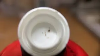Ladybug spider eggs hatching: 2.