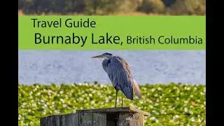 Burnaby Lake, British Columbia Travel Guide