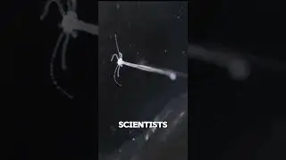 Бессмертная гидра &mdash; она буквально не стареет #Shorts #Facts #DidYouKnow #QuickFacts