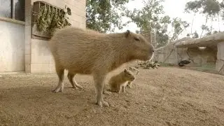Capybara Baby Cuteness