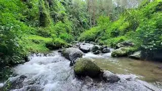 Soft river sound beside soft moving forest water helping your mind rest in deeper deep sleep