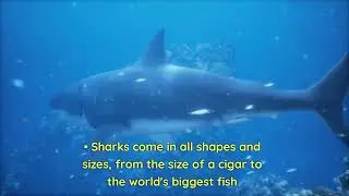 Sharks are a group of fish that have inhabited