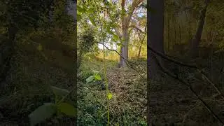 Lonely Tall Oak #nature #forest #relax