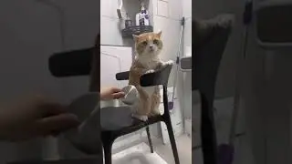 Cat washing #internetcat #cats #trending #viral