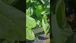 Third Tobacco Harvest Continues #tobacco #garden #gardening #tobaccotalk #growyourownfood #farming