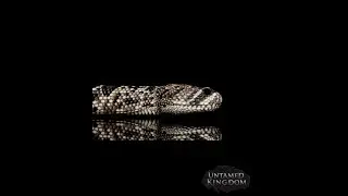 Untamed Kingdom   What's new (07/11/25)