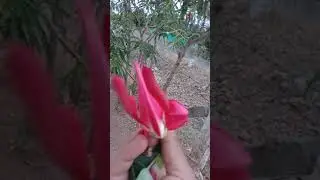 Benefits of agathi poo...