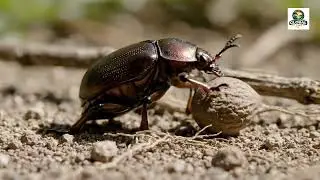 Nature&rsquo;s Tiny Heroes: Incredible Insects in Action! 🐜🐝🕷️