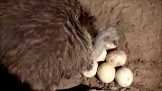 La avestruz de VigoZoo cuidando de sus huevos