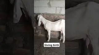 About to give birth for the first time. pure Sojat Goat, pink skin. 7014569678 Nayab Goat Farm