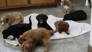 Mini Goldendoodle Puppies For Sale