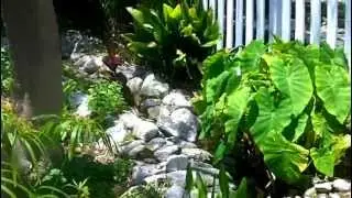EnviroscapeLA Pond Paradise