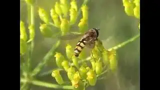 Eupeodes corollae pestřenka