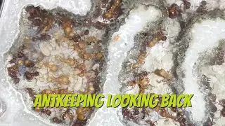 Antkeeping looking thru old videos #Antkeeping #ants
