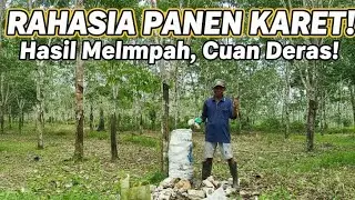 kisah nyata - cukup 1 hektare, bisa menghasilkan JUTAAN dalam sebulan😱‼️