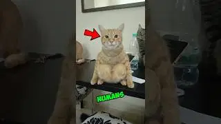 Cats acting like HUMANS. 🤣🐾