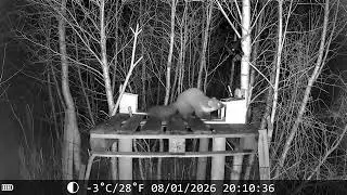 First Egg Retrieval by the Pine Marten