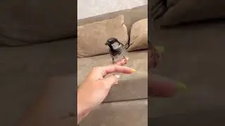 Если игры в воробьем, то только такие 😊#birds #воробей #sparrow #housesparrow #птицы