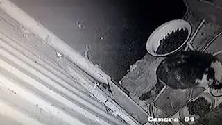 Кошачий ресторан работает и ночью.Новый Клиент.
