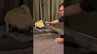 Georgie is a Smart Pug