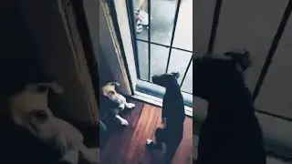 Teaching Queen simple obedience (DoggMan)