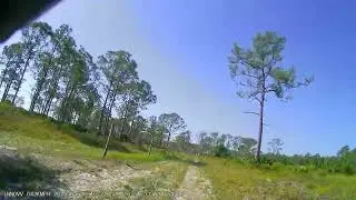 Working Sand at Babcock Webb Wildlife Management Area - Tiger 800