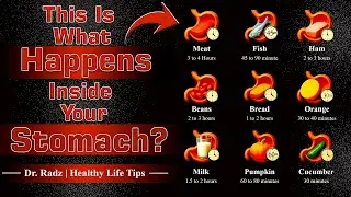 How Long Different Foods Stay in Your Stomach! Food Digestion Time Explained. Healthy Life Tips!