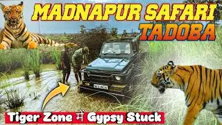 Tadoba Madnapur Safari mein Gypsy Stuck hua | 4 Tigers in two hours | Closest encounter with Tiger |
