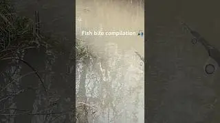 fish bite compilation kashmir #freshwaterfish #winterfishing #carpfishing #kashmirfishing #carpbait