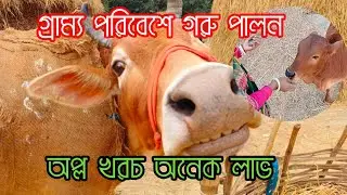  গ্রাম্য পরিবেশে গরু পালন  লাভজনক Cows in a Rural Environment Lost Amid Modernity