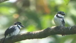 Pied Puffbird