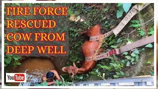 Fire force rescued cow from a deep well