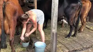 Левон учится доить корову Ласунку! Малыш и корова ❤️