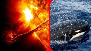 2000 Year Old Solar Flare & New Orca Species? - 7 Days of Science