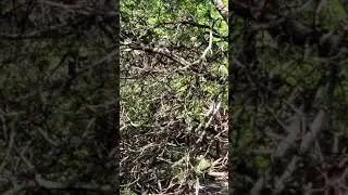 Common House Sparrow Mating