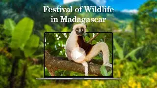 Festival of Wildlife Madagascar with Nick Garbutt - 18 February 2025