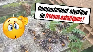 Frelon asiatique : Comportement atypique observé sur le rucher ! 🤔