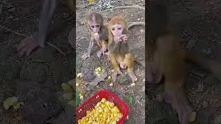 Adorable Baby Monkeys - Cute Moments with Little Ones