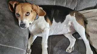 My Dog Had To Have Surgery