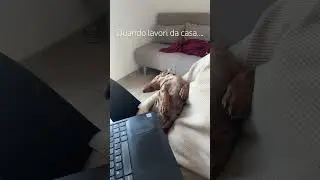 Lavorare con un bassotto 🐶💻 #dachshund #shortvideo #youtubeshorts #shortvideo #short #animals #100