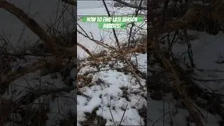 How to find late season rabbits to small game hunt. #rabbithunting #smallgame #shorts #hunting