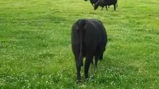 Oakwood Angus - breeding program overview (genetics, herd size, culling)