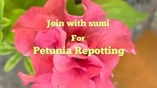 Petunia Repotting Step by Step | Boost Growth & More Blooms 🌸| పెటూనియా మొక్క రీపాటింగ్ విధానం