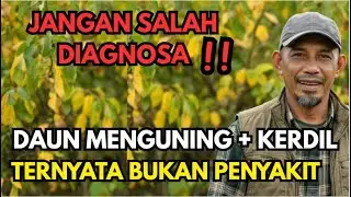Banyak yang Keliru! Penyebab Daun Menguning & Tanaman Kerdil Akhirnya Terbongkar