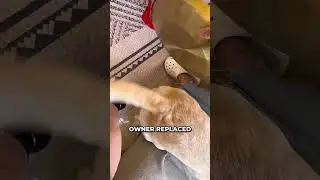 This Dog Kept Hitting His Owner&rsquo;s Leg With Its Tail! 😂