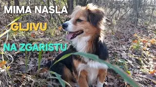 Mima nasla gljivu na zgaristu