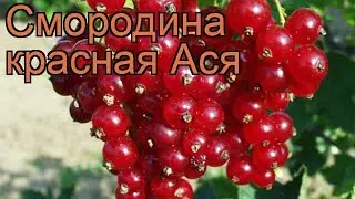 Смородина красная Ася (ribes rubrum) 🌿 смородина Ася обзор: как сажать саженцы смородины Ася