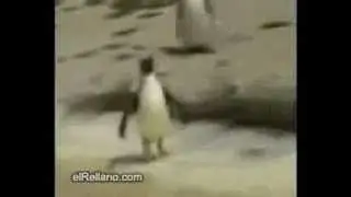 EPIC FAIL 2012-2013 PENGUIN DANCE HARDCORE CRAZY ANIMAL